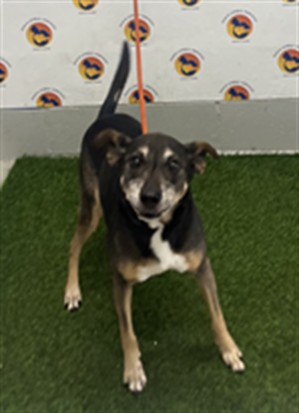 Shelter Stray Female Dog last seen OAK HILL DR, 19640 Dogpatch Ln, Land O' Lakes, FL 34638, USA