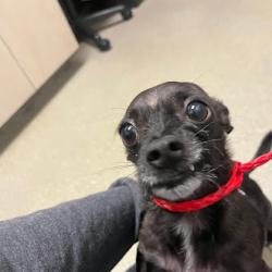 Shelter Stray Male Dog last seen Near BLOCK MEDALLION DR, LAS VEGAS NV 89122, 655 N Mojave Rd, Las Vegas, NV 89101, USA