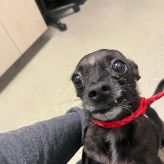 Shelter Stray Male Dog last seen Near BLOCK MEDALLION DR, LAS VEGAS NV 89122, 655 N Mojave Rd, Las Vegas, NV 89101, USA