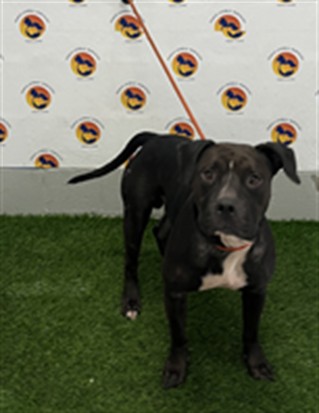 Shelter Stray Male Dog last seen SEAFORM NDR, 19640 Dogpatch Ln, Land O' Lakes, FL 34638, USA