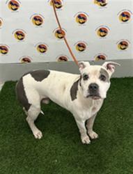 Shelter Stray Male Dog last seen LIMERICK AVE, 19640 Dogpatch Ln, Land O' Lakes, FL 34638, USA
