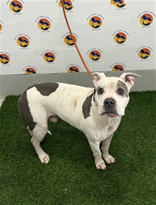 Shelter Stray Male Dog last seen LIMERICK AVE, 19640 Dogpatch Ln, Land O' Lakes, FL 34638, USA