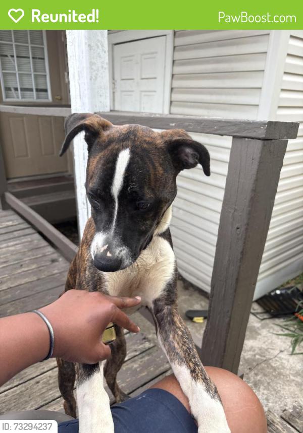 Reunited Male Dog last seen Goss Ave, Louisville, KY 40298