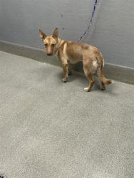 Shelter Stray Male Dog last seen Near BLOCK OF GOODWILL ST, 655 N Mojave Rd, Las Vegas, NV 89101, USA
