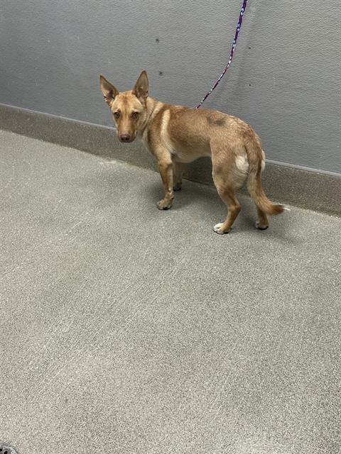 Shelter Stray Male Dog last seen Near BLOCK OF GOODWILL ST, 655 N Mojave Rd, Las Vegas, NV 89101, USA