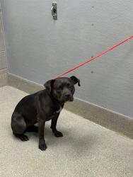 Shelter Stray Female Dog last seen Near BLOCK OF N EASTERN AVE, 655 N Mojave Rd, Las Vegas, NV 89101, USA