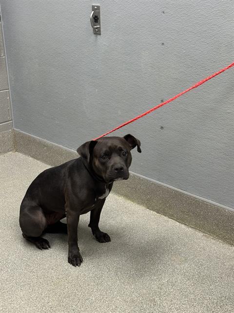 Shelter Stray Female Dog last seen Near BLOCK OF N EASTERN AVE, 655 N Mojave Rd, Las Vegas, NV 89101, USA