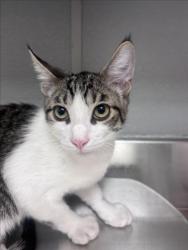 Shelter Stray Male Cat last seen S LAMB BLVD & BOULDER HWY, 655 N Mojave Rd, Las Vegas, NV 89101, USA