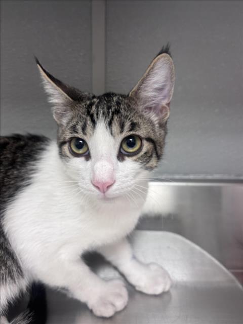Shelter Stray Male Cat last seen S LAMB BLVD & BOULDER HWY, 655 N Mojave Rd, Las Vegas, NV 89101, USA