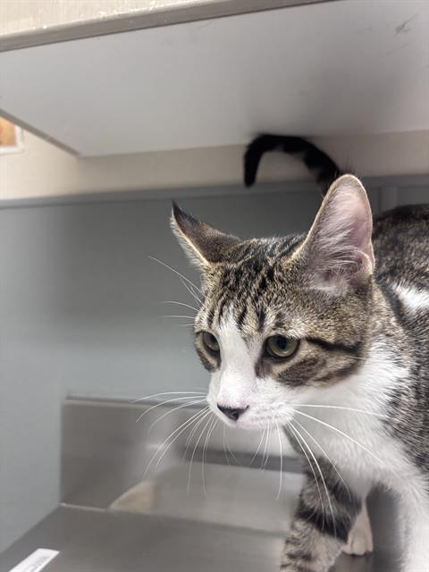 Shelter Stray Male Cat last seen S LAMB BLVD & BOULDER HWY, 655 N Mojave Rd, Las Vegas, NV 89101, USA