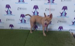Shelter Stray Female Dog last seen , 2769 Conroy Rd, Orlando, FL 32839, USA