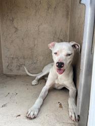 Shelter Stray Male Dog last seen Near BLOCK SW 40TH ST, OKLAHOMA CITY OK 73119, 2811 SE 29th St, Oklahoma City, OK 73129, USA