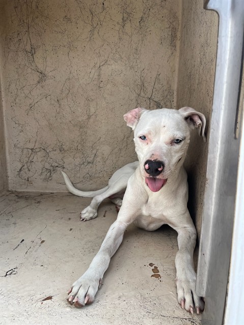 Shelter Stray Male Dog last seen Near BLOCK SW 40TH ST, OKLAHOMA CITY OK 73119, 2811 SE 29th St, Oklahoma City, OK 73129, USA