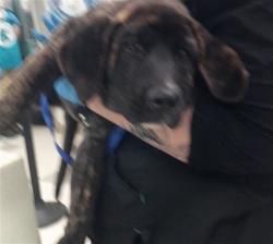 Shelter Stray Unknown Dog last seen Near BLOCK BLUE QUAIL DR, 2811 SE 29th St, Oklahoma City, OK 73129, USA