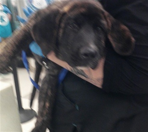 Shelter Stray Unknown Dog last seen Near BLOCK BLUE QUAIL DR, 2811 SE 29th St, Oklahoma City, OK 73129, USA