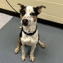 Shelter Stray Male Dog last seen Near BLOCK S MEADE ST, DENVER CO 80219, 1241 W Bayaud Ave, Denver, CO 80223, USA