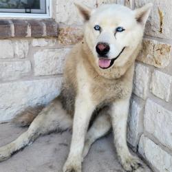 Shelter Stray Male Dog last seen BAY LEAF LOOP & CINNAMON SPRINGS, 4710 TX-151, San Antonio, TX 78227, USA