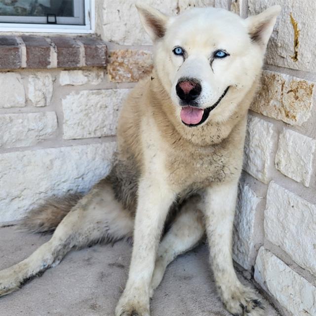 Shelter Stray Male Dog last seen BAY LEAF LOOP & CINNAMON SPRINGS, 4710 TX-151, San Antonio, TX 78227, USA