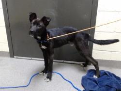 Shelter Stray Male Dog last seen Near BLOCK N CRYSTAL ST, DENVER CO 80239, 1241 W Bayaud Ave, Denver, CO 80223, USA