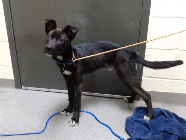 Shelter Stray Male Dog last seen Near BLOCK N CRYSTAL ST, DENVER CO 80239, 1241 W Bayaud Ave, Denver, CO 80223, USA