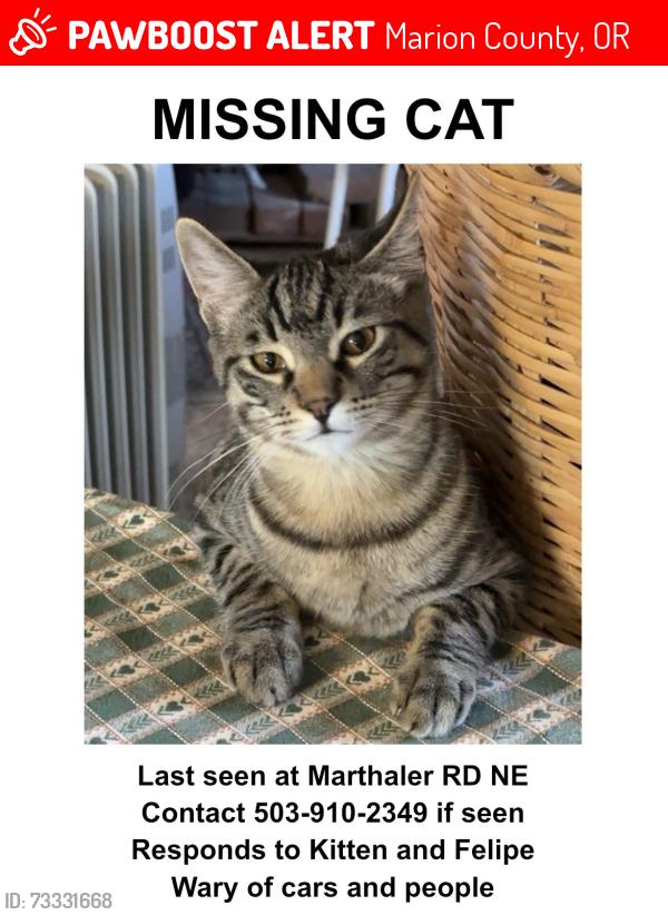 Lost Male Cat last seen River Rd NE, Marion County, OR 97026