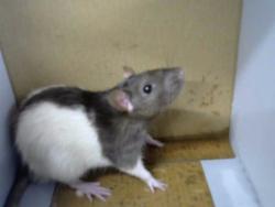 Shelter Stray Male Other last seen ACDEMY AND WYOMING, 8920 Lomas Blvd NE, Albuquerque, NM 87112, USA