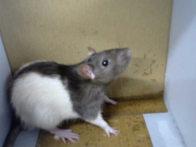 Shelter Stray Male Other last seen ACDEMY AND WYOMING, 8920 Lomas Blvd NE, Albuquerque, NM 87112, USA