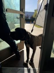 Shelter Stray Male Dog last seen , 14409 Vanowen St, Van Nuys, CA 91405, USA
