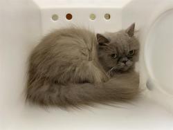 Shelter Stray Female Cat last seen Near BLOCK N 59TH ST, 3839 W Burnham St, West Milwaukee, WI 53215, USA