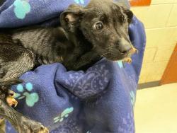 Shelter Stray Female Dog last seen , 3839 W Burnham St, West Milwaukee, WI 53215, USA
