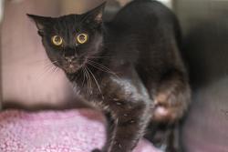 Shelter Stray Female Cat last seen CHARLOTTE, 8315 Byrum Dr, Charlotte, NC 28217, USA