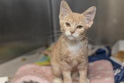 Shelter Stray Female Cat last seen CHARLOTTE, 8315 Byrum Dr, Charlotte, NC 28217, USA