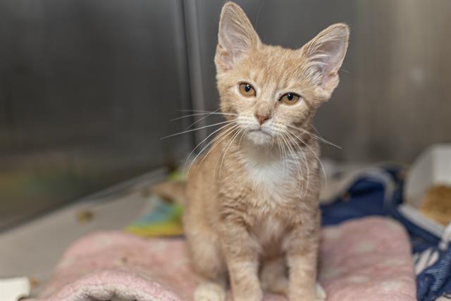 Shelter Stray Female Cat last seen CHARLOTTE, 8315 Byrum Dr, Charlotte, NC 28217, USA