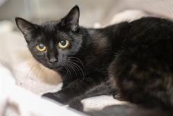 Shelter Stray Female Cat last seen CHARLOTTE, 8315 Byrum Dr, Charlotte, NC 28217, USA