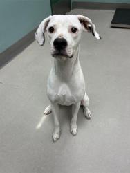 Shelter Stray Female Dog last seen Near BLOCK VICTORIAN AVE, SPARKS NV 89431, 2825 Longley Ln Suite A, Reno, NV 89502, USA