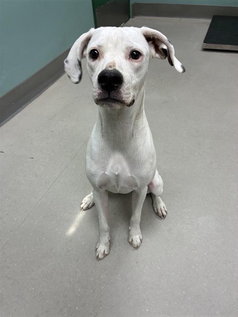Shelter Stray Female Dog last seen Near BLOCK VICTORIAN AVE, SPARKS NV 89431, 2825 Longley Ln Suite A, Reno, NV 89502, USA