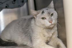 Shelter Stray Unknown Cat last seen CHARLOTTE, 8315 Byrum Dr, Charlotte, NC 28217, USA