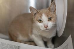 Shelter Stray Female Cat last seen CHARLOTTE, 8315 Byrum Dr, Charlotte, NC 28217, USA