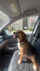 Reunited Male Dog last seen By Dairy Queen, he got hit by a car and then ran off, New Albany, IN 47150