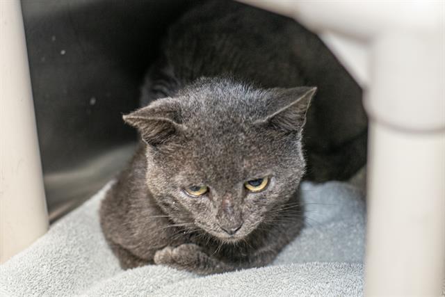 Shelter Stray Male Cat last seen CHARLOTTE, 8315 Byrum Dr, Charlotte, NC 28217, USA
