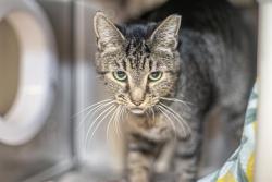 Shelter Stray Unknown Cat last seen CHARLOTTE, 8315 Byrum Dr, Charlotte, NC 28217, USA
