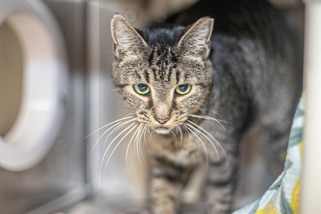 Shelter Stray Unknown Cat last seen CHARLOTTE, 8315 Byrum Dr, Charlotte, NC 28217, USA