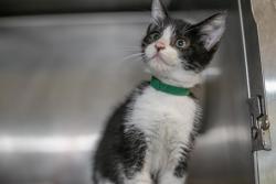 Shelter Stray Male Cat last seen CHARLOTTE, 8315 Byrum Dr, Charlotte, NC 28217, USA