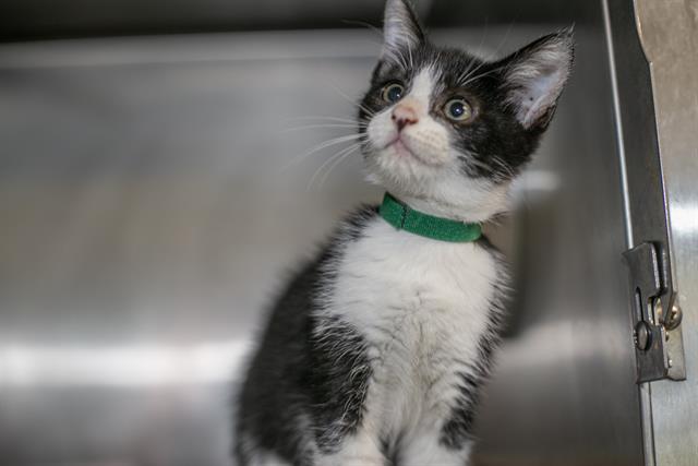 Shelter Stray Male Cat last seen CHARLOTTE, 8315 Byrum Dr, Charlotte, NC 28217, USA