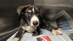 Shelter Stray Female Dog last seen Near BLOCK TYLER ST, RIVERSIDE CA 92505, 6851 Van Buren Boulevard, Jurupa Valley, CA 92509, USA