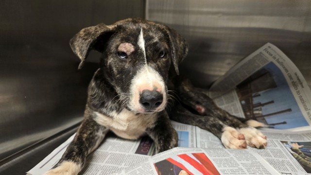 Shelter Stray Female Dog last seen Near BLOCK TYLER ST, RIVERSIDE CA 92505, 6851 Van Buren Boulevard, Jurupa Valley, CA 92509, USA