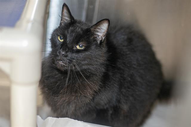 Shelter Stray Male Cat last seen CHARLOTTE, 8315 Byrum Dr, Charlotte, NC 28217, USA