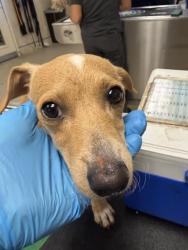 Shelter Stray Male Dog last seen Near BLOCK 14TH ST, RIVERSIDE CA 92507, 6851 Van Buren Boulevard, Jurupa Valley, CA 92509, USA