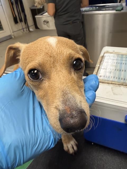 Shelter Stray Male Dog last seen Near BLOCK 14TH ST, RIVERSIDE CA 92507, 6851 Van Buren Boulevard, Jurupa Valley, CA 92509, USA