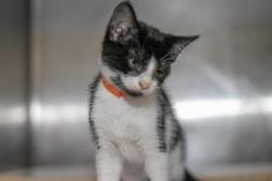 Shelter Stray Female Cat last seen CHARLOTTE, 8315 Byrum Dr, Charlotte, NC 28217, USA